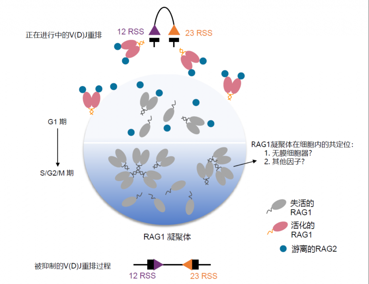 北京大学生命科学学院胡家志研究组阐述V(D)J重排中RAG细胞周期性调控的分子机理-肽度TIMEDOO