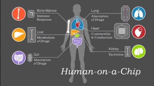 科研人员发表器官芯片用于感染性疾病研究综述