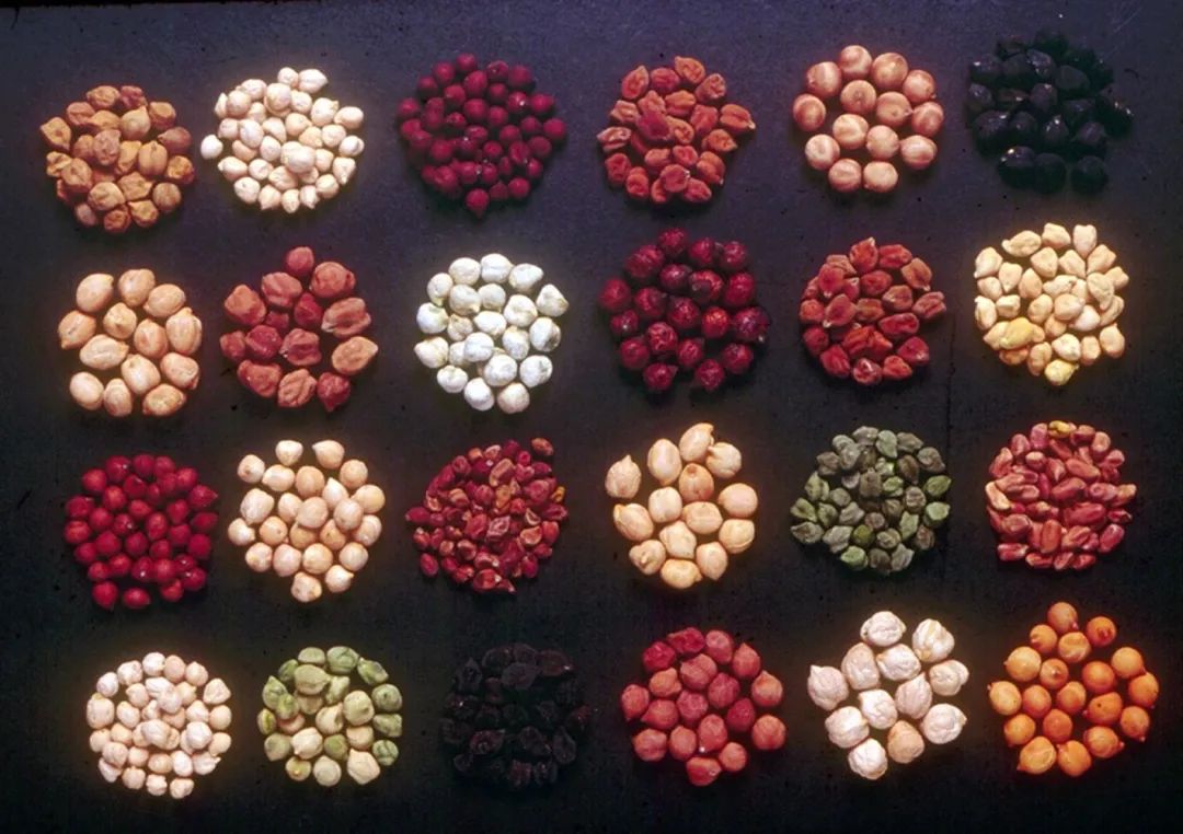 Nature | 国际半干旱热带作物研究中心携手华大等机构，完成鹰嘴豆大规模基因组研究