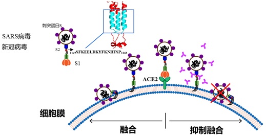 高度保守新冠病毒多肽将提供通用疫苗研发思路