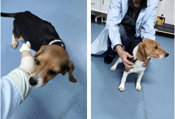 世界首例人类永久性新生儿糖尿病犬模型问世