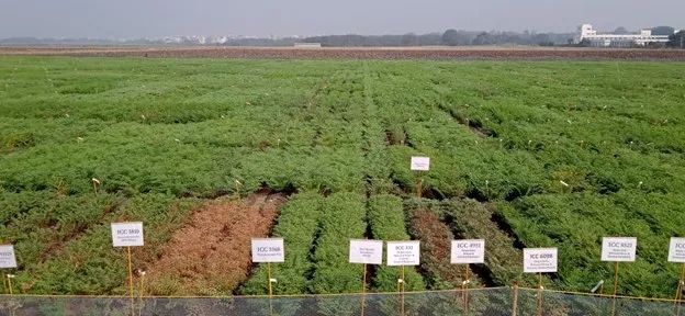 Nature | 国际半干旱热带作物研究中心携手华大等机构，完成鹰嘴豆大规模基因组研究-肽度TIMEDOO