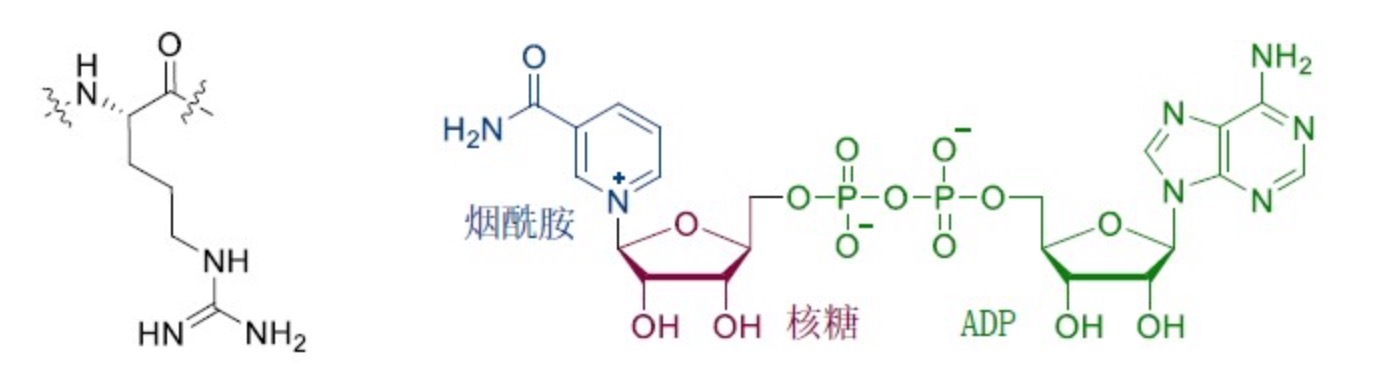 Nature | 邵峰/刘小云团队揭示病原菌抑制宿主细胞焦亡的新机制-肽度TIMEDOO