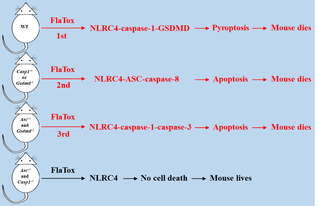 厦门大学韩家淮课题组揭示NLRC4炎症小体过度激活可通过三种细胞死亡通路导致小鼠死亡-肽度TIMEDOO