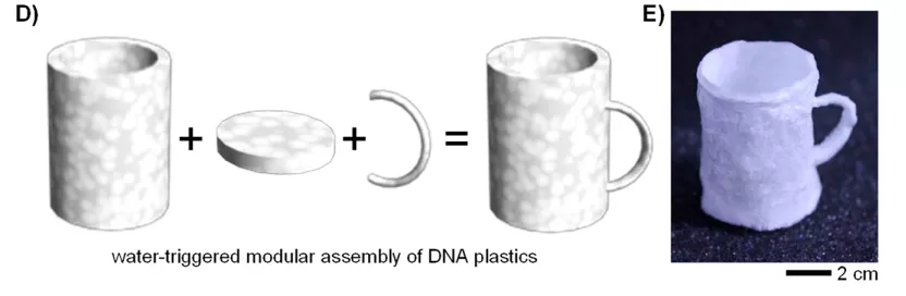 天津大学科学家研发可持续DNA生物塑料，生产全流程绿色环保，废弃后加点水就能回收-肽度TIMEDOO