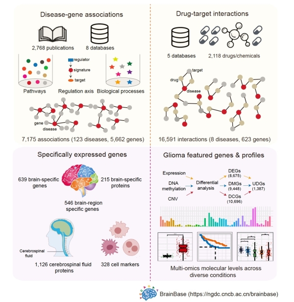 北京基因组所发布脑疾病知识库BrainBase