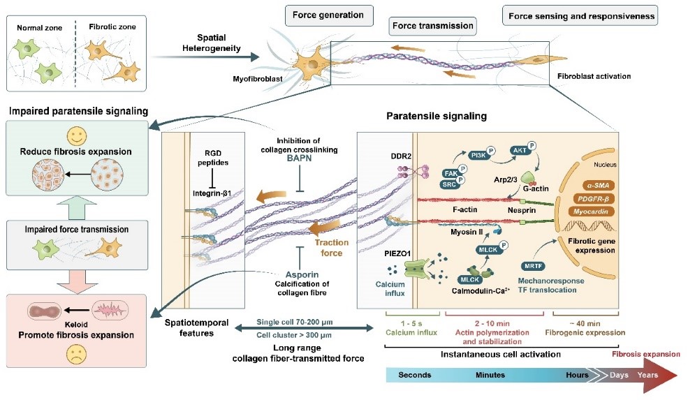 清华大学​医学院杜亚楠课题组应邀在Trends in Cell Biology综述纤维化进程中的机械通讯