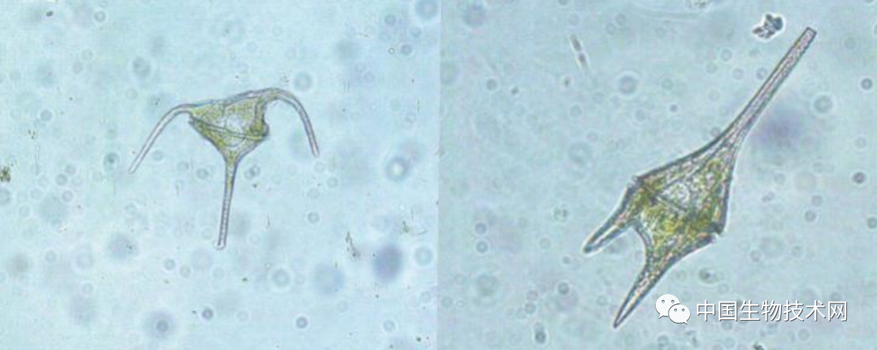 1641265291276071.png The Scientist:2021年最精彩的遗传学研究-肽度TIMEDOO