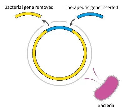 行研|改造菌：合成生物学打造新一代活菌战队-肽度TIMEDOO