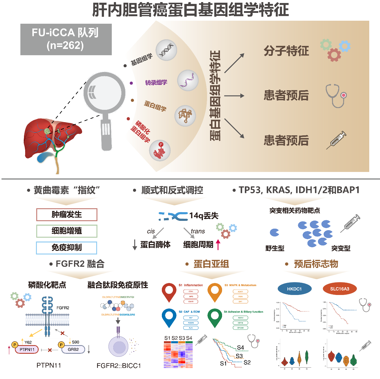樊嘉院士团队重大突破！首次揭示肝内胆管癌多组学分子特征全景图谱