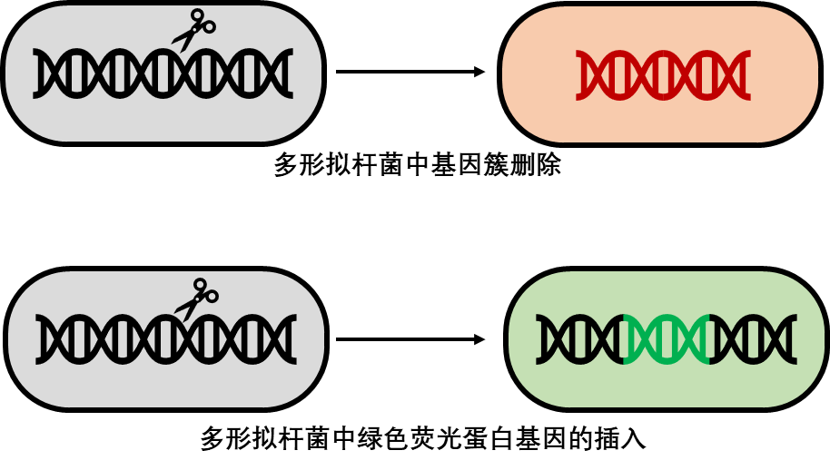 打开肠道微生物组“窗口” 科研人员开发出流程化、更高效的基因编辑工具-肽度TIMEDOO