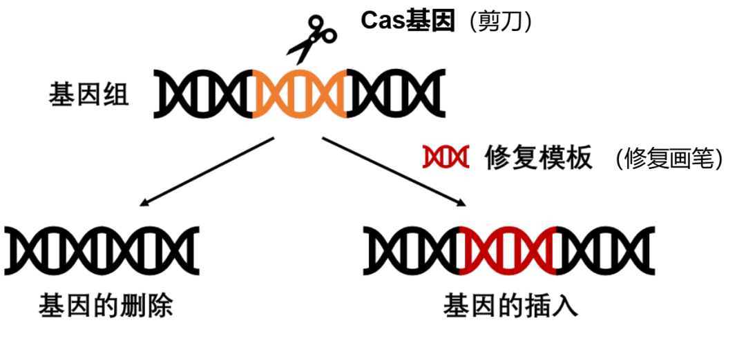 打开肠道微生物组“窗口” 科研人员开发出流程化、更高效的基因编辑工具