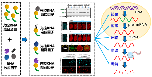 新技术助力发现“垃圾”DNA的大作用