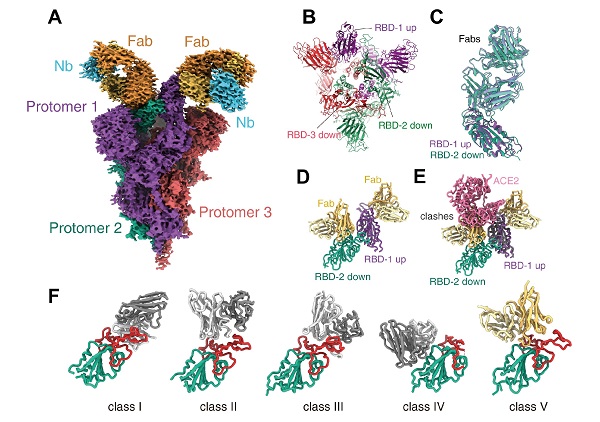 上海药物所最新Science发文:新冠病毒奥密克戎变异株感染力增强之谜-肽度TIMEDOO