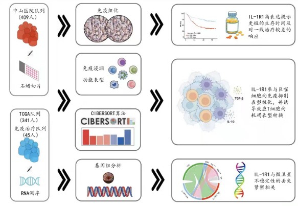 科学家找到了胃癌耐药的“帮凶”