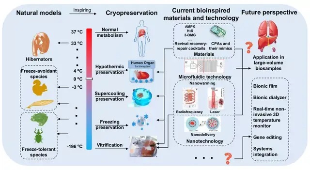 中科院团队提出低温医学新方法，首次实现干细胞-269℃液氦低温保存，此前相关设备已在100多家医院实现临床应用-肽度TIMEDOO