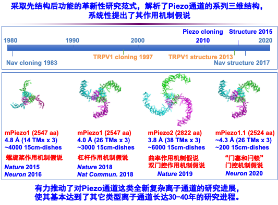 科研成果 | 肖百龙研究组揭示机械力分子受体Piezo的新型机械力感知分子机制-肽度TIMEDOO