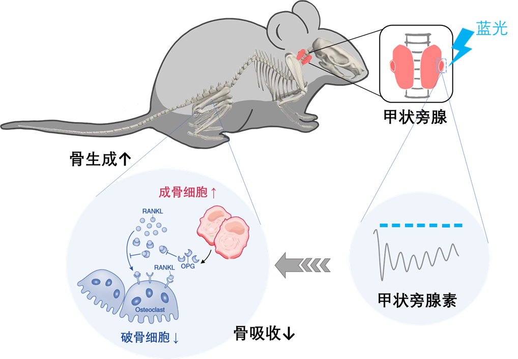 用“光”调控甲状旁腺素 改善骨丢失 科研人员提出内分泌疾病干预新策略