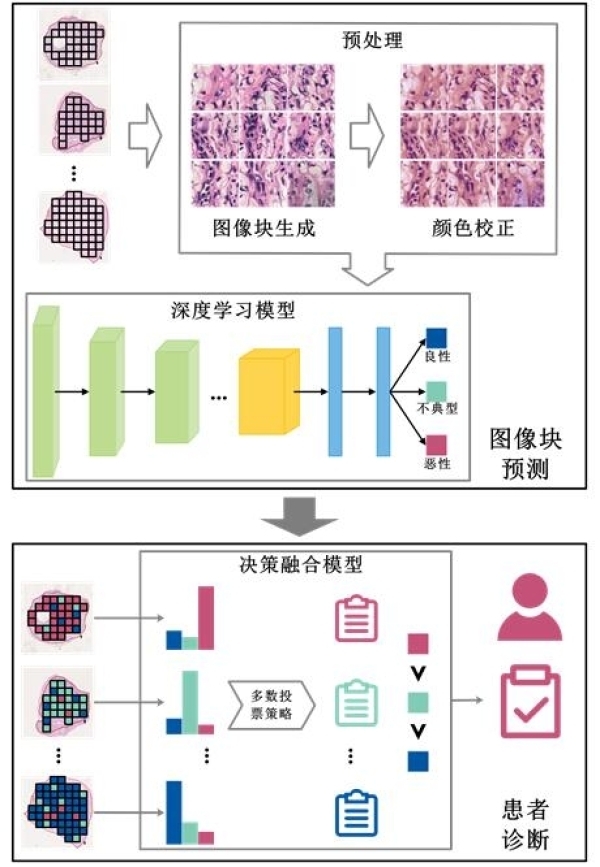 中国科学家研究提出智能化黑色素细胞病变病理诊断新方法-肽度TIMEDOO
