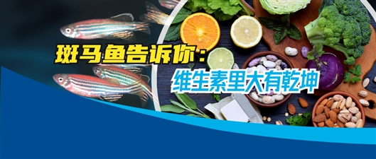 叶酸补充“过犹不及”?可能致心脏发育畸形-肽度TIMEDOO
