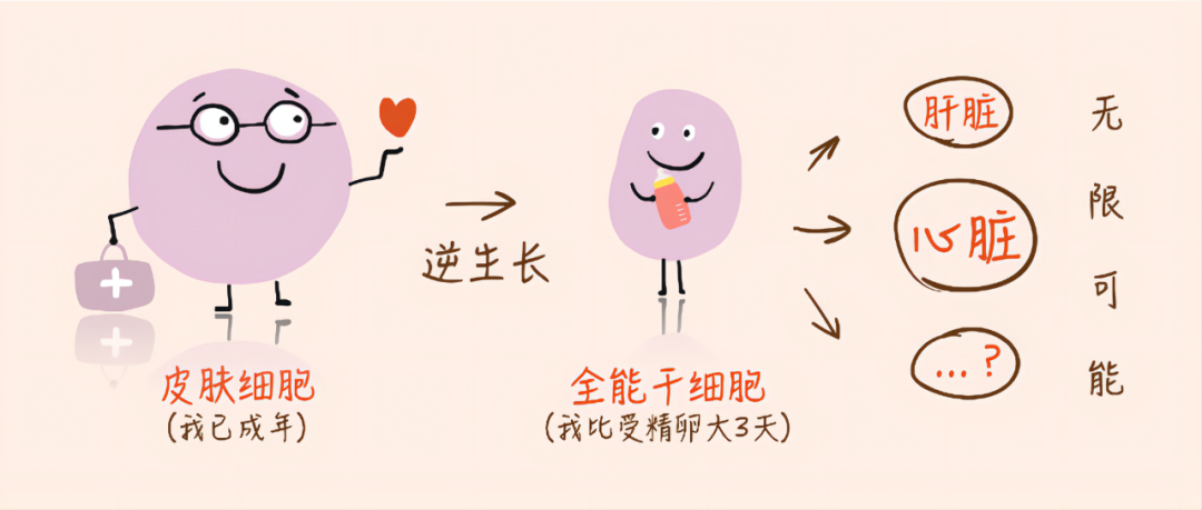 诺奖10年，干细胞领域再突破！华大单细胞技术助力诱导出全能干细胞-肽度TIMEDOO