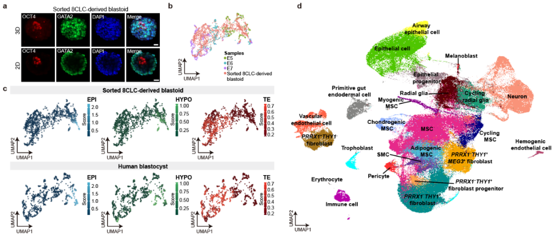赋能科研 | Nature文章作者详解DNBelab C4如何助力实现人类体外诱导全能干细胞-肽度TIMEDOO