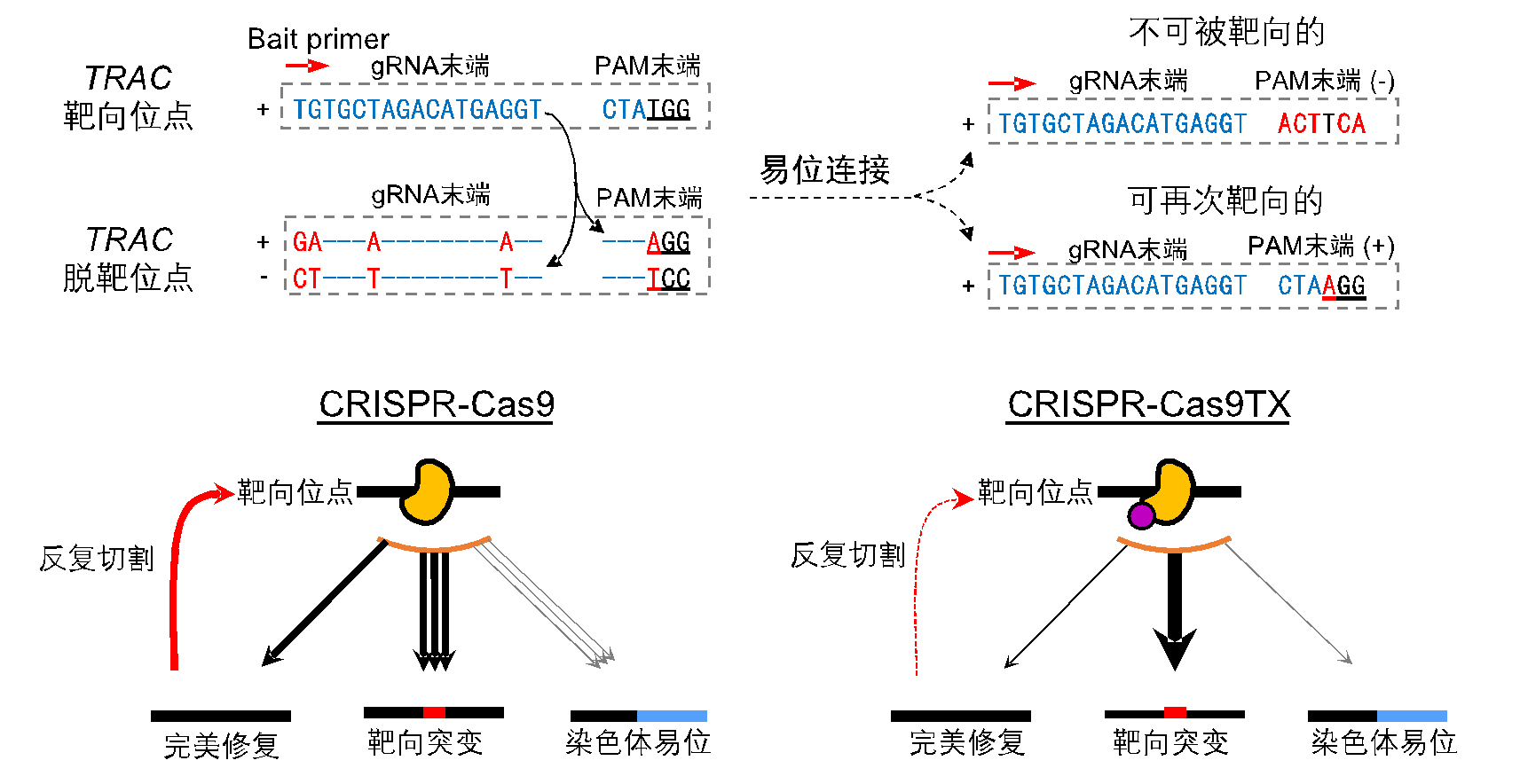 北京大学生命科学学院胡家志课题组开发目前最安全的Cas9基因编辑工具变体Cas9TX