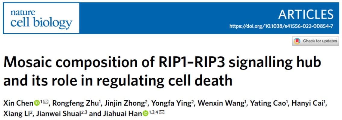 厦门大学韩家淮/陈鑫团队首次解析细胞坏死小体原位纳米尺度组织模式-肽度TIMEDOO