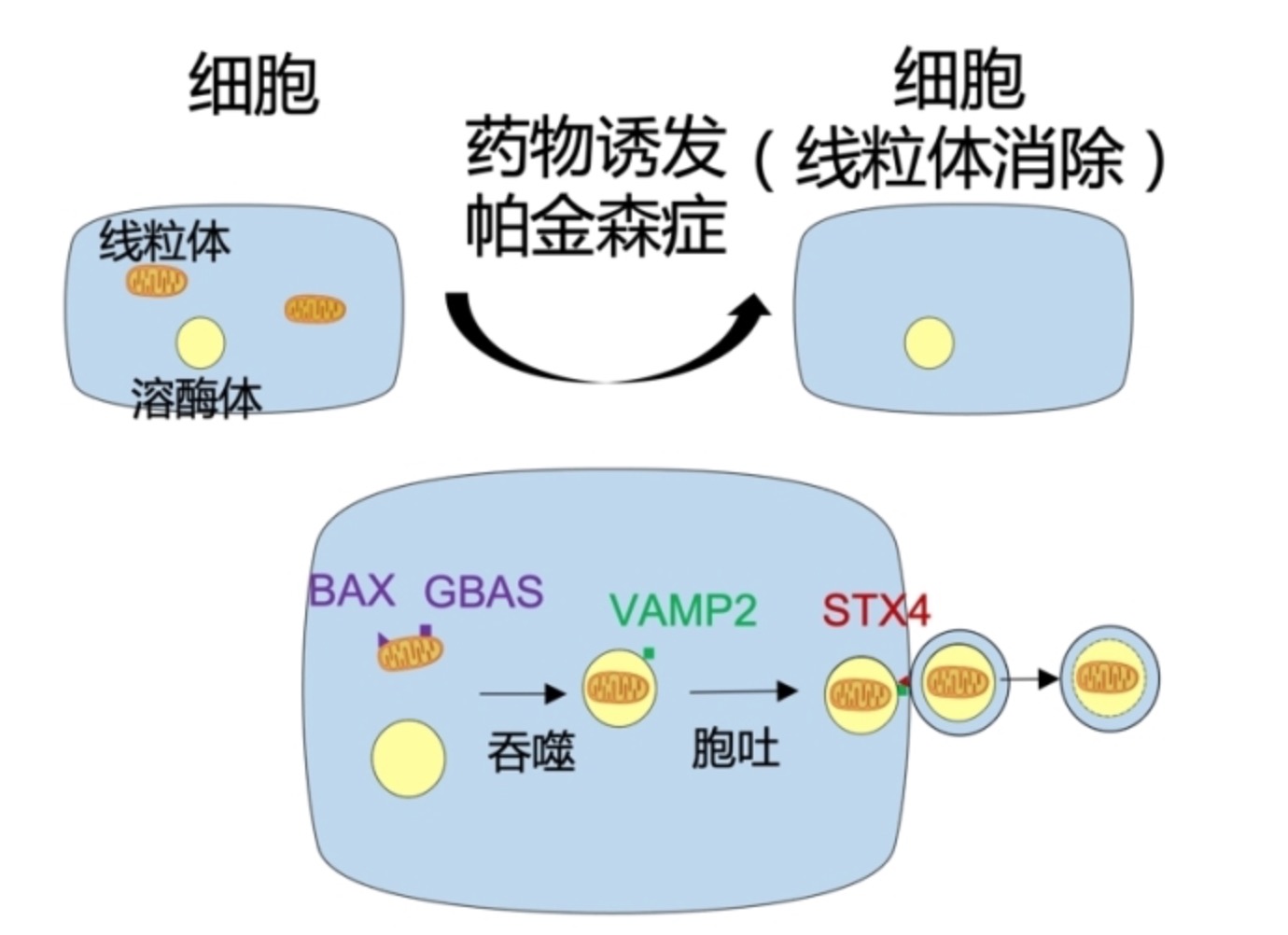 广州生物院等发现帕金森症线粒溶酶体胞吐的新病理