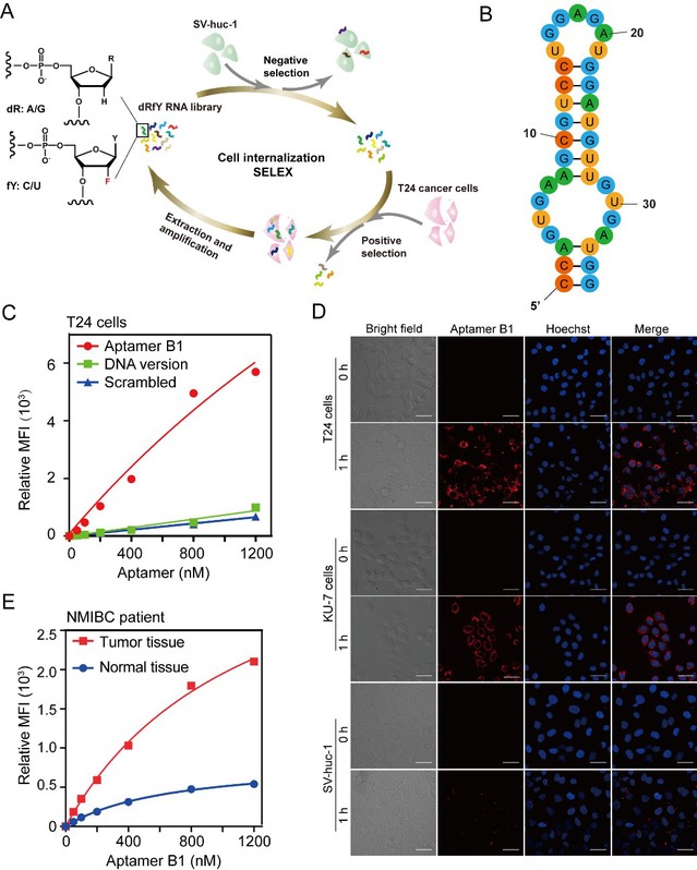 南京大学闫超课题组合作开发首个用于膀胱癌靶向治疗的核酸适体药物-肽度TIMEDOO