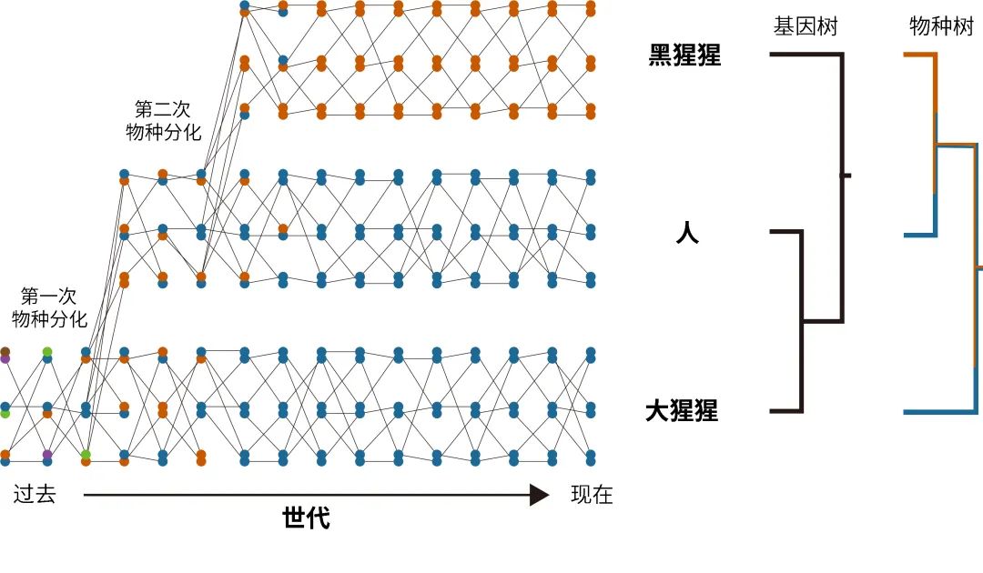 Cell发布华大最新成果：拥有相似DNA和样貌的未必是近亲-肽度TIMEDOO