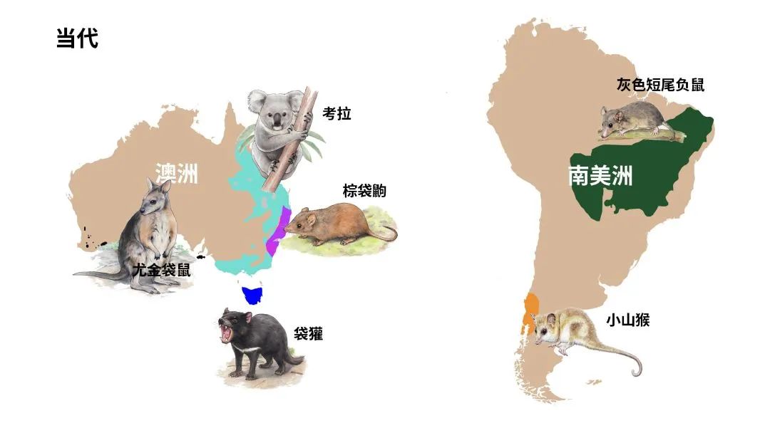 Cell发布华大最新成果：拥有相似DNA和样貌的未必是近亲-肽度TIMEDOO