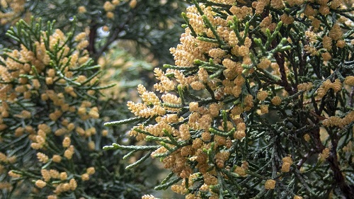 P3300030-37.jpg 花粉过敏是“会呼吸的痛”:有第一次,伴随终生-肽度TIMEDOO