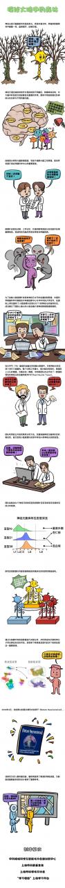小鼠前额叶单神经元投射图谱研究取得新成果-肽度TIMEDOO