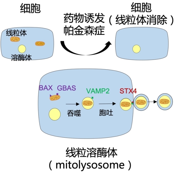 广州生物院等发现帕金森症线粒溶酶体胞吐的新病理-肽度TIMEDOO