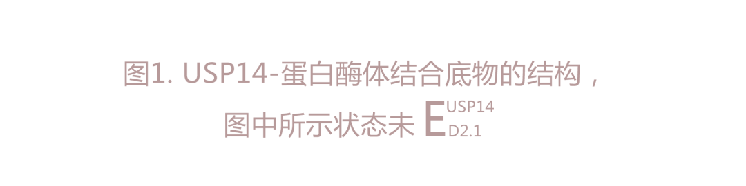 Nature | 利用深度学习强化的3D分类阐明USP14对蛋白酶体功能的动态调节-肽度TIMEDOO