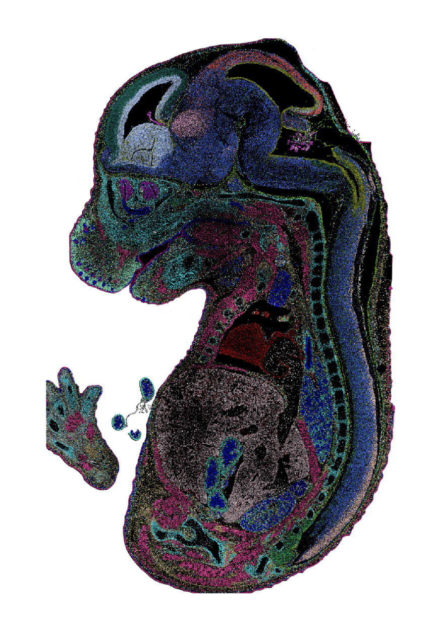 Cell专题！华大等机构实现首批生命全景地图绘制，时空组学联盟首期成果开启生命研究新领域-肽度TIMEDOO