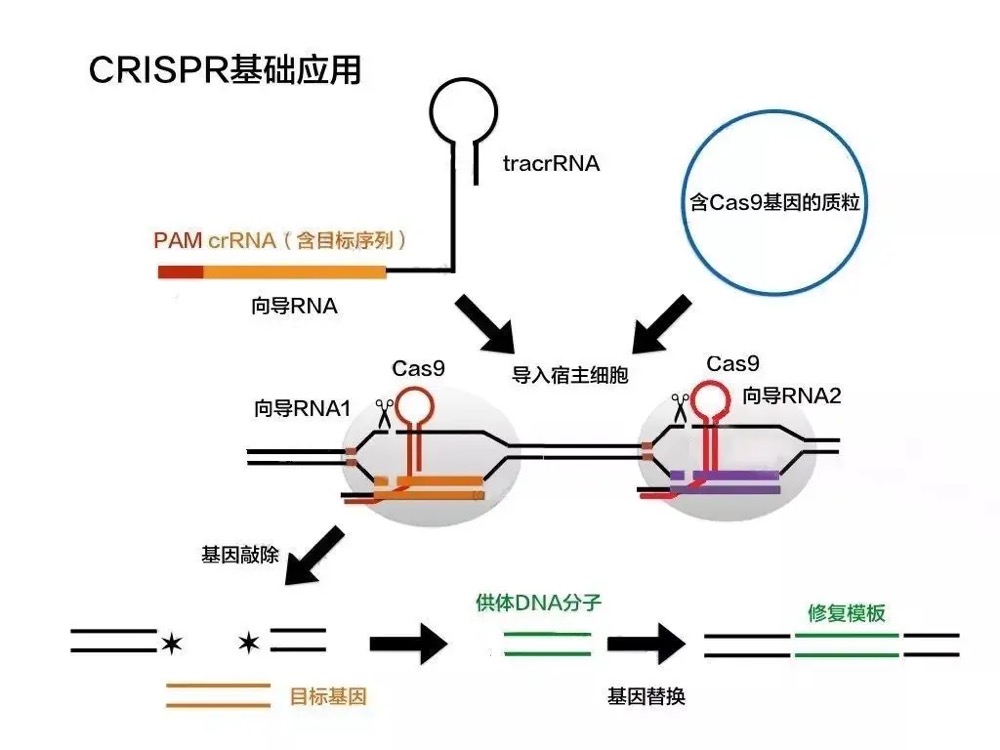 化学方法结合CRISPR精准控制RNA变化 有望为多种疾病提供新疗法