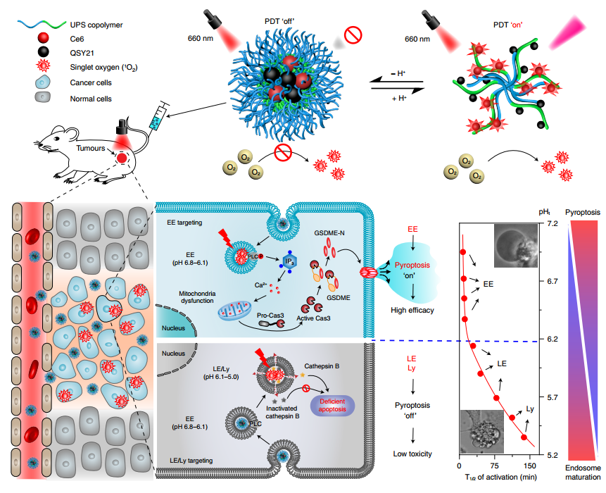 北京大学药学院汪贻广/张强团队与游富平团队在Nature Nanotechnology发文报道高效操控肿瘤细胞焦亡的新策略