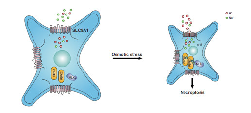 Science Signaling_王晓东实验室揭示高渗应激诱导程序性细胞坏死的分子机制