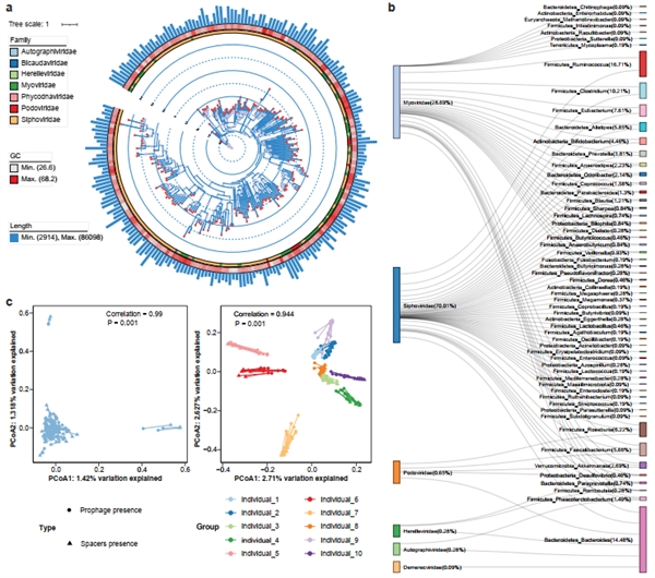 Nature Communications|微生物所王军研究组结合三代测序合作解析肠道菌群结构变异和功能-肽度TIMEDOO