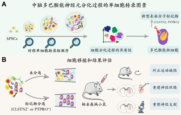 新型分子标记物实现可预测的帕金森病细胞治疗结果