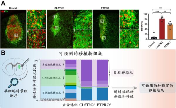新型分子标记物实现可预测的帕金森病细胞治疗结果-肽度TIMEDOO