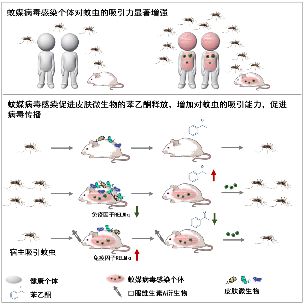 清华大学医学院程功团队在《细胞》杂志发表论文揭示蚊媒病毒快速传播的原因