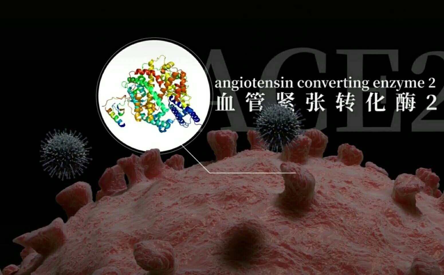 人类血管紧张素转换酶全长结构首次测定