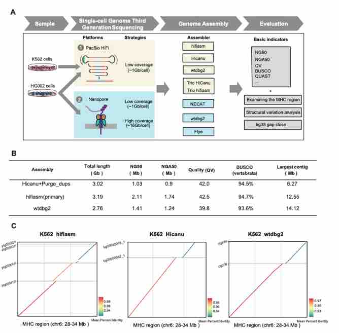 Nucleic Acids Research | 汤富酬课题组实现基于单细胞测序数据的人类基因组从头组装