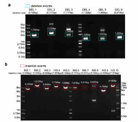 Nucleic Acids Research | 汤富酬课题组实现基于单细胞测序数据的人类基因组从头组装-肽度TIMEDOO