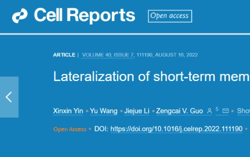 清华大学医学院郭增才课题组发文报道左右半脑在短时记忆中具有不同的主导性