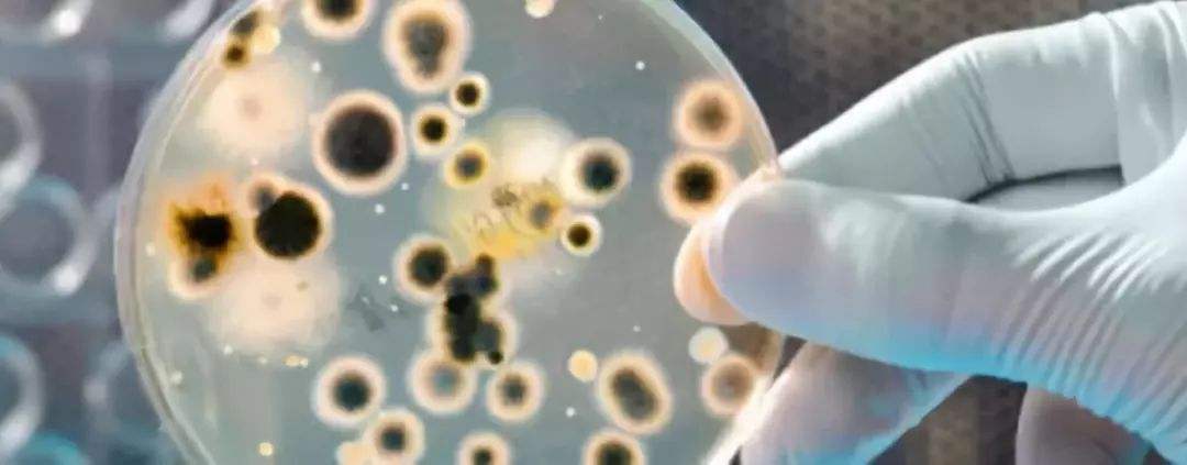 香港大学团队发现一种抗药超级恶菌 严重或致败血症