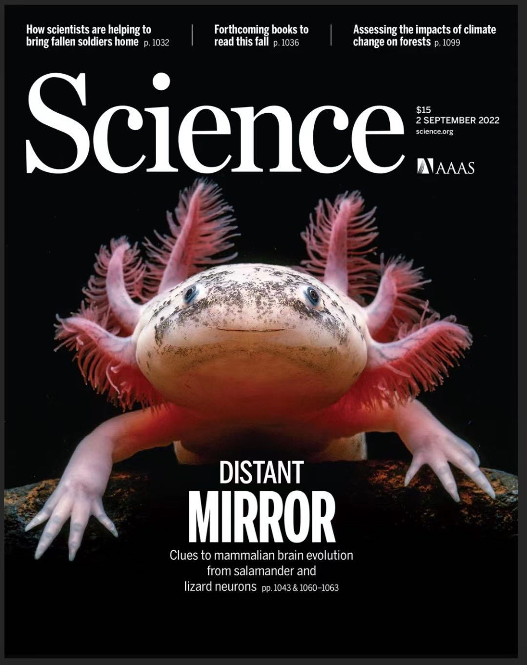 ​Science封面！华大构建全球首个脑再生时空图谱-肽度TIMEDOO